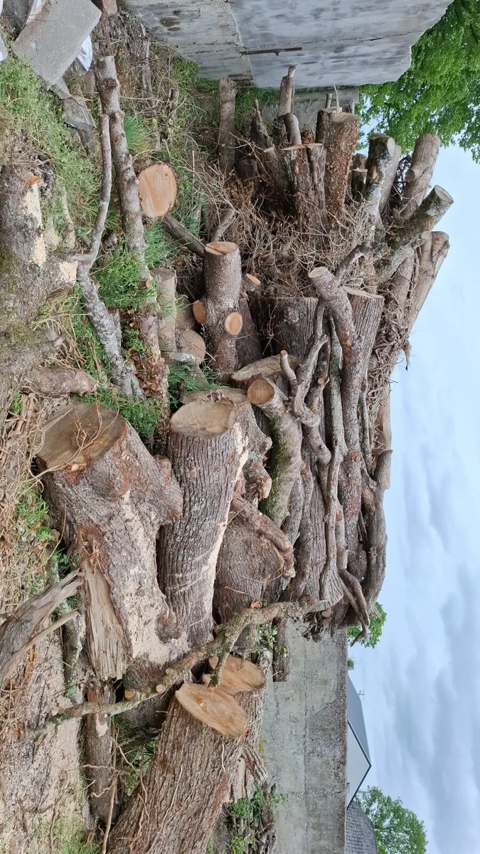 Firewood - Image 2