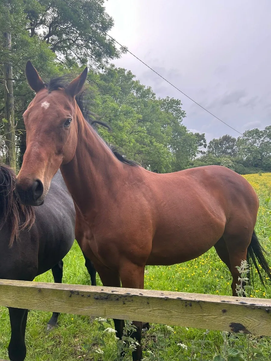 Broodmare - Image 2