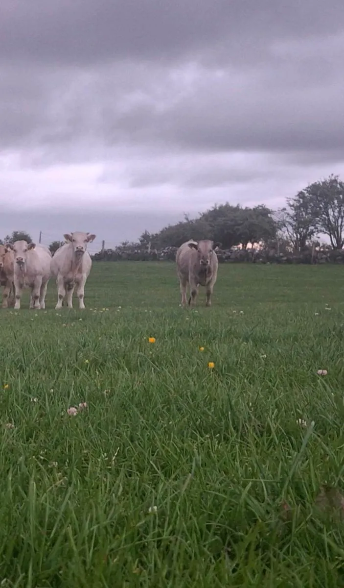 CHAOLOIS BULLOCKS  YEARLINGS - Image 2