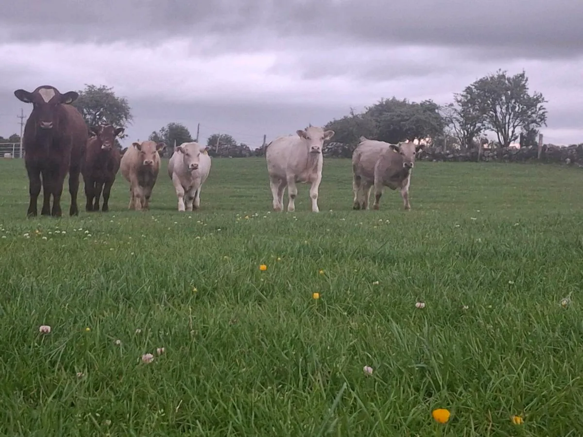 CHAOLOIS BULLOCKS  YEARLINGS - Image 3
