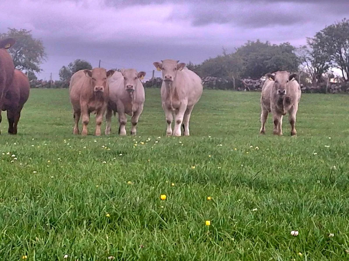 CHAOLOIS BULLOCKS  YEARLINGS - Image 4