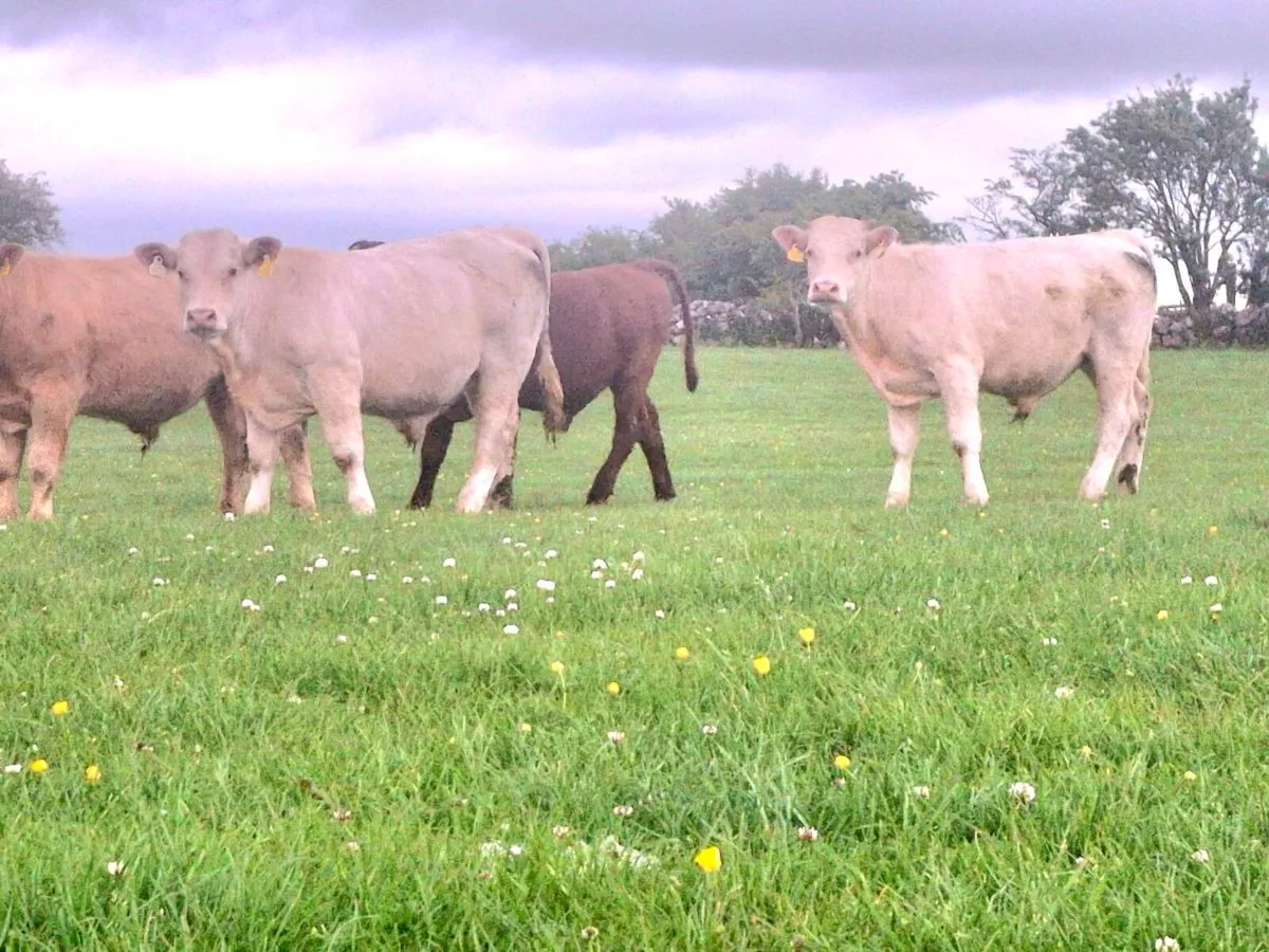 CHAOLOIS BULLOCKS  YEARLINGS - Image 1
