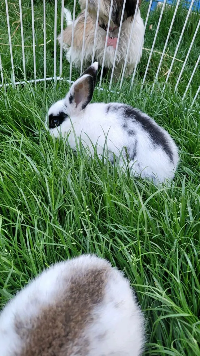 Last bunny available - Image 2
