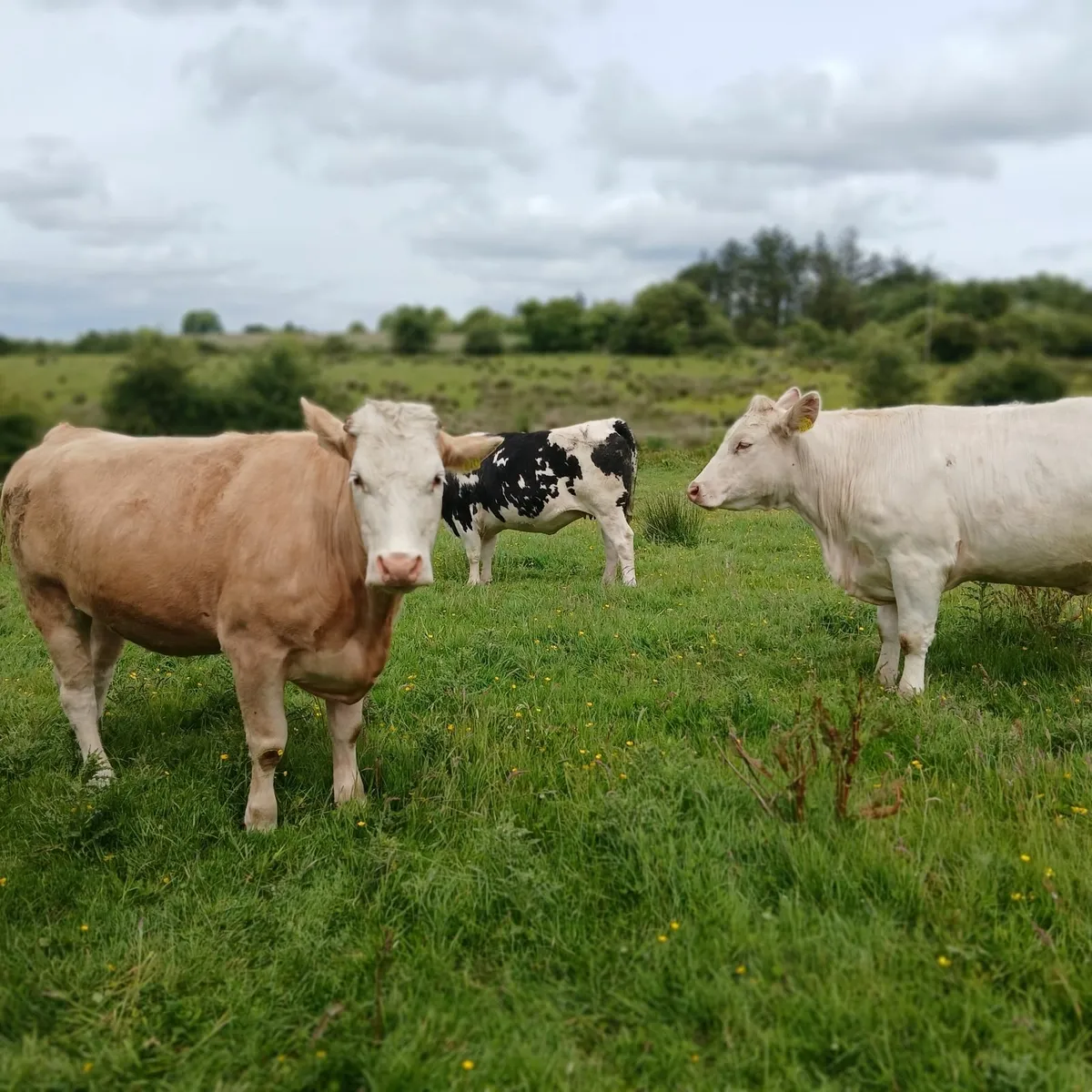 5 in calf heifers( Proper) - Image 1
