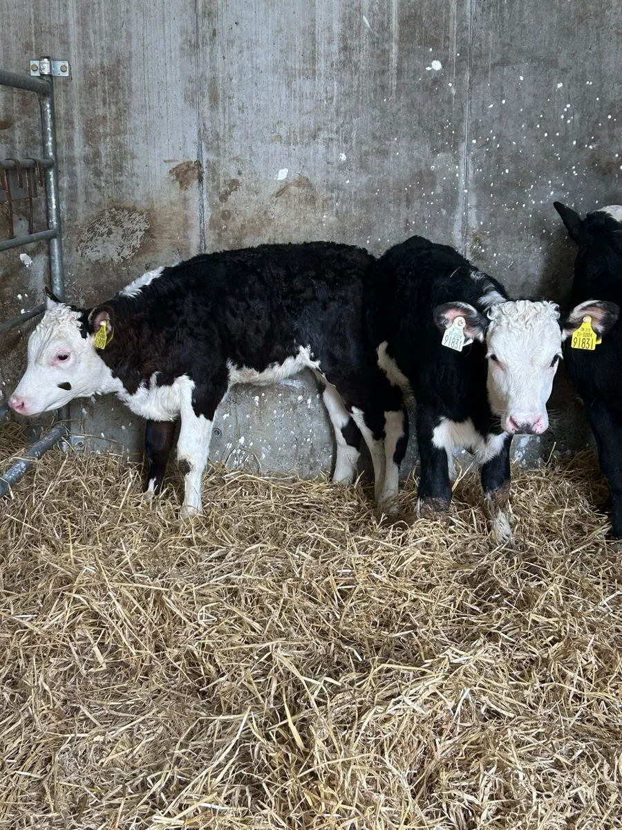 Serious Reared Whitehead Heifers - Image 2