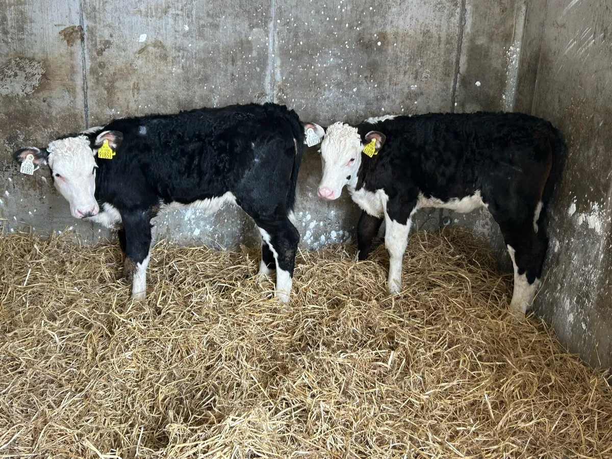 Serious Reared Whitehead Heifers - Image 3