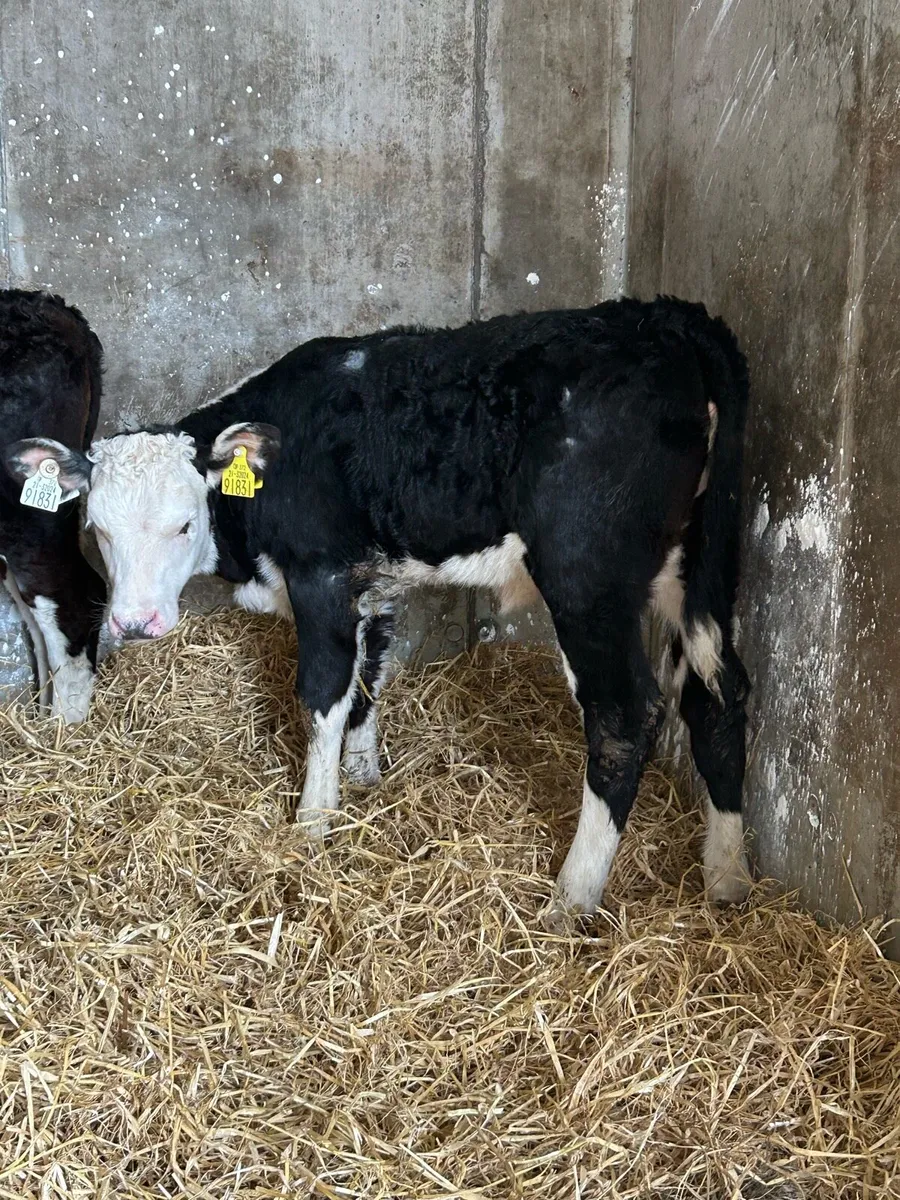 Serious Reared Whitehead Heifers - Image 4
