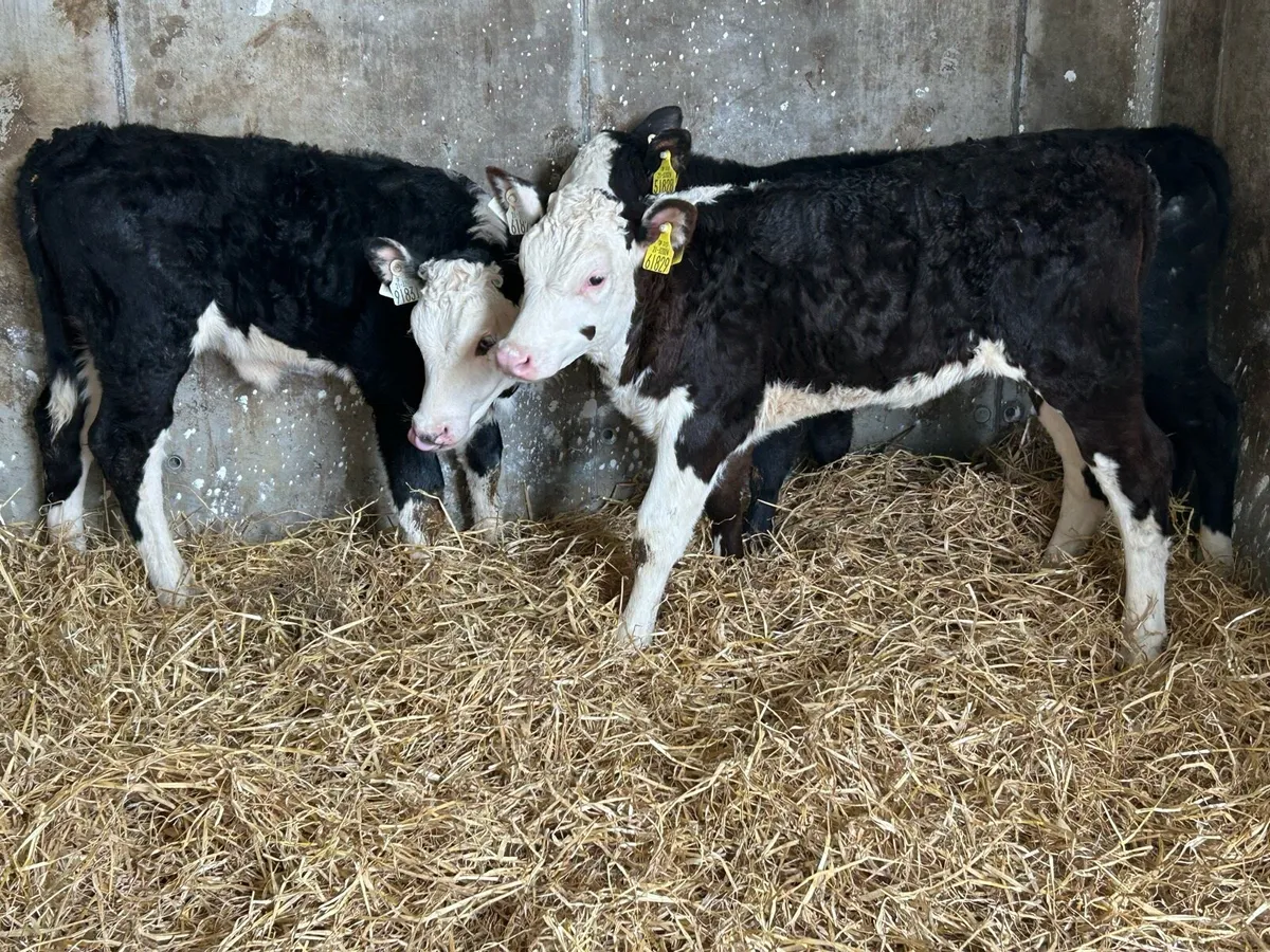 Serious Reared Whitehead Heifers - Image 1