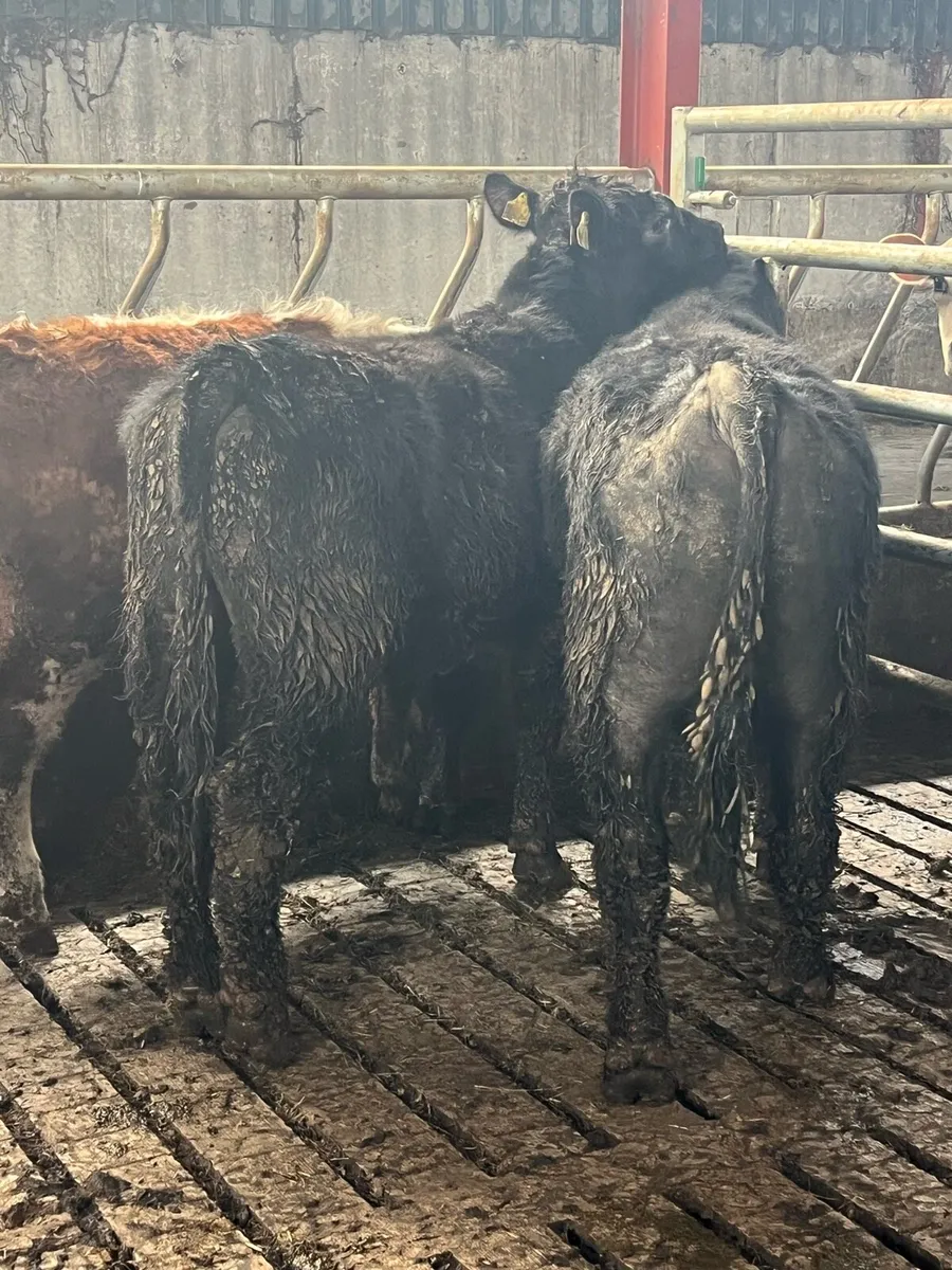 ANGUS BULLS FOR HIRE - Image 1