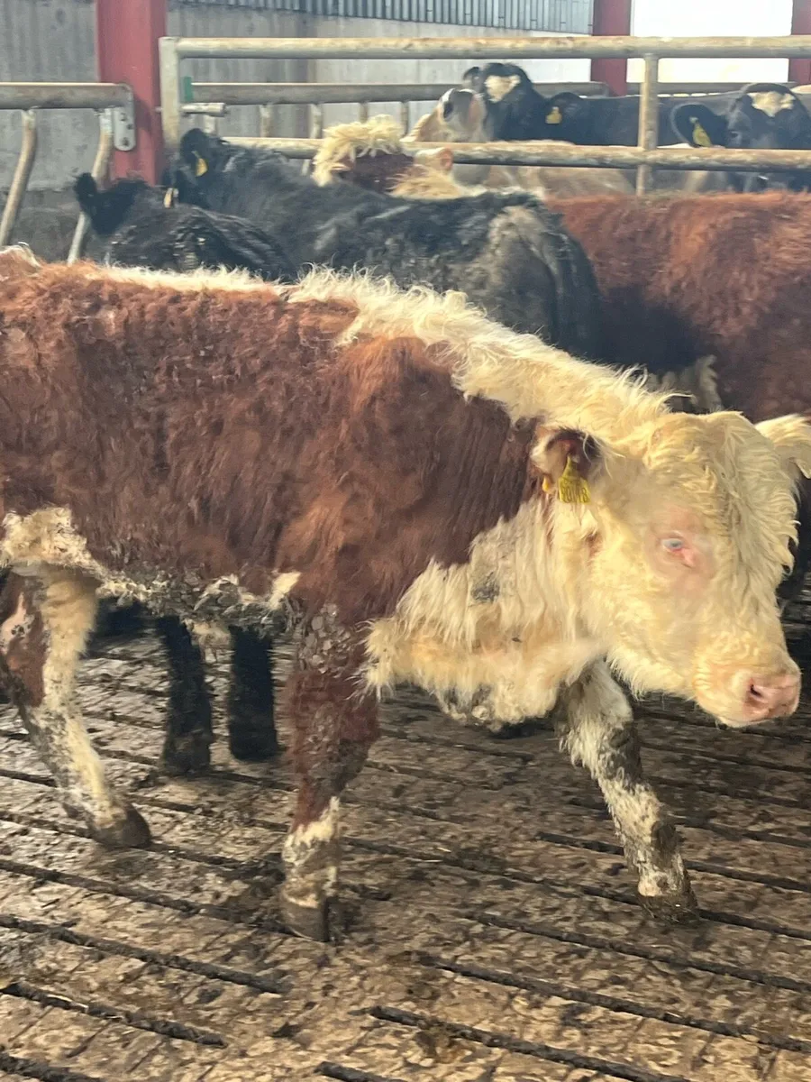 ANGUS BULLS FOR HIRE - Image 2