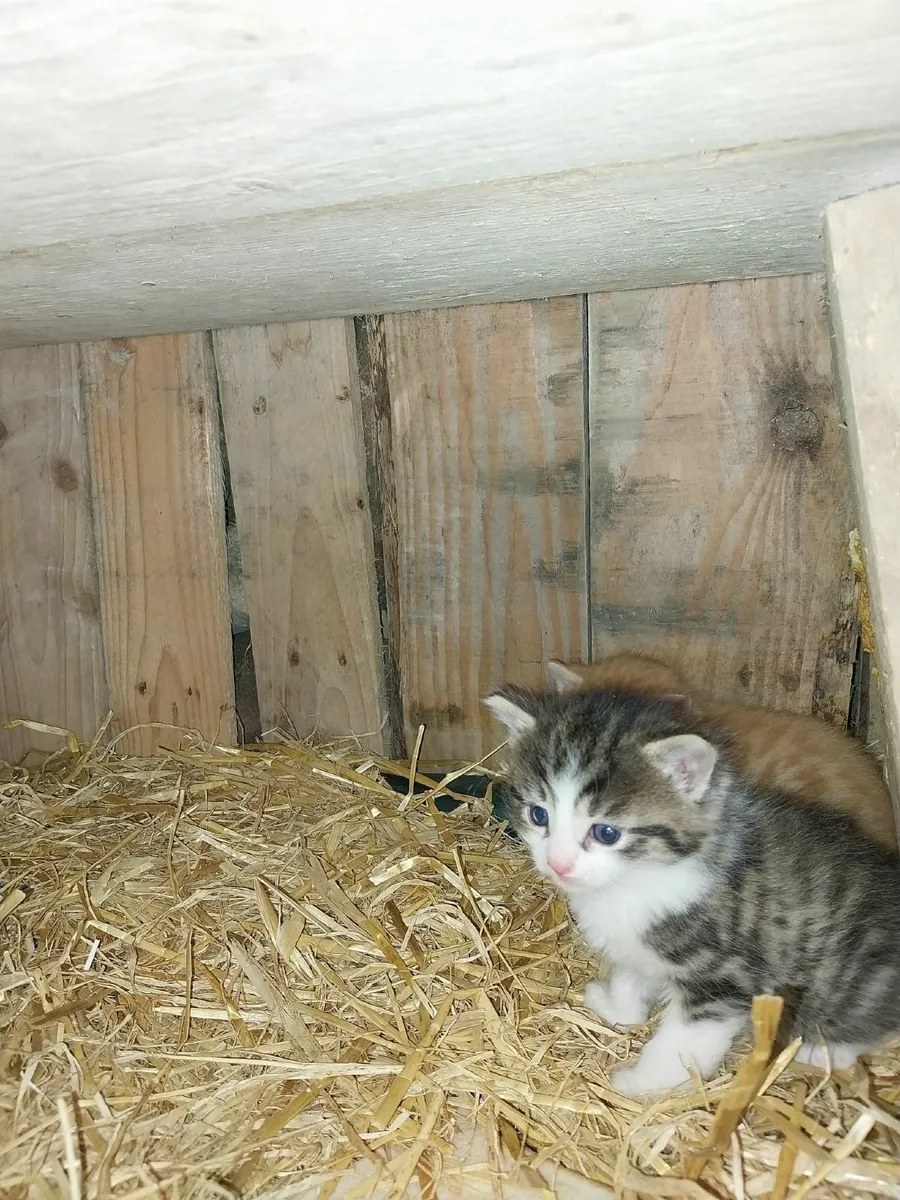 Kittens - Image 2