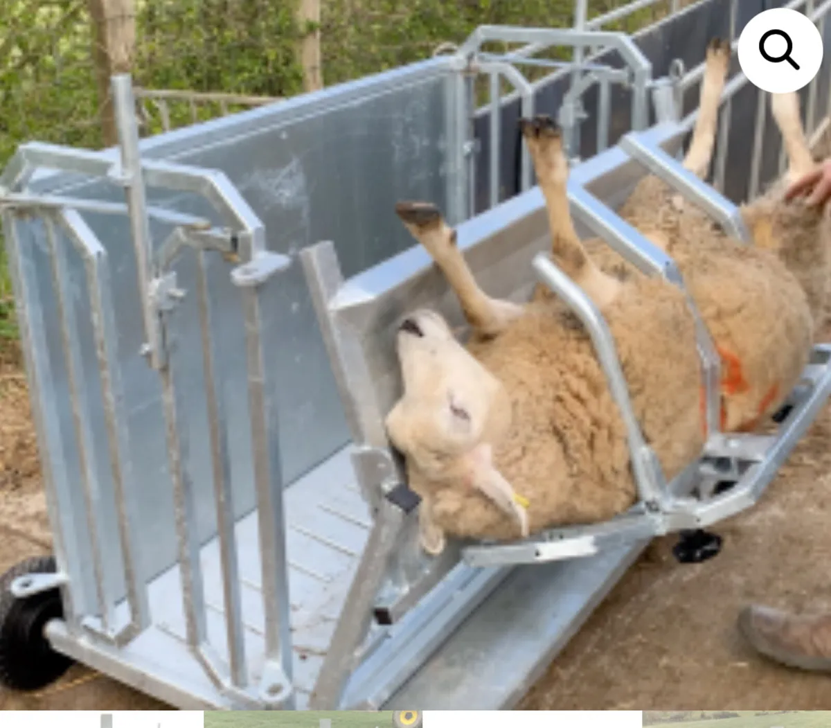 Sheep Turnover Crates - Image 1