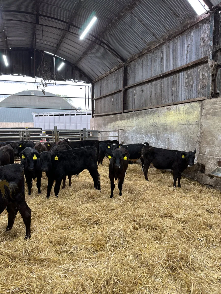 Angus bulls - Image 3