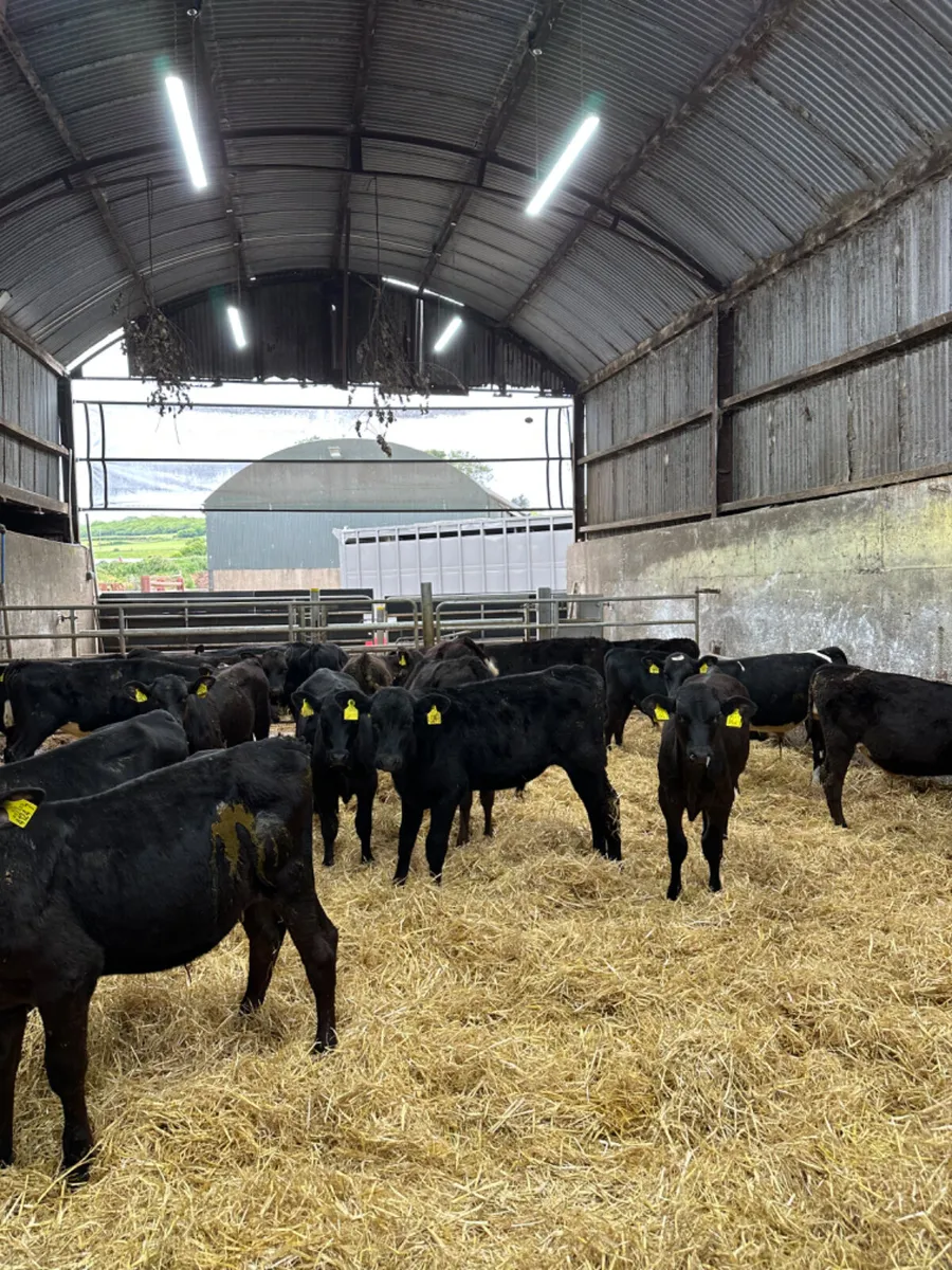 Angus bulls - Image 2