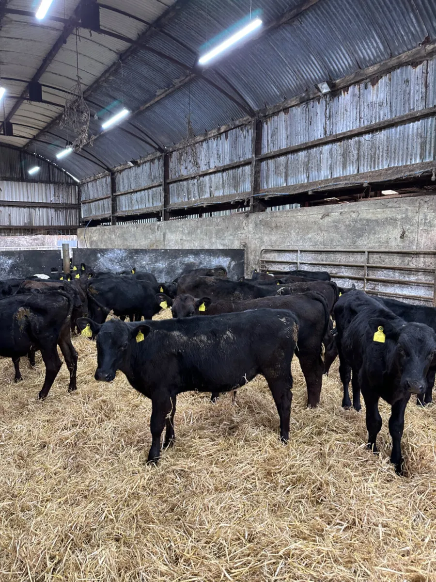 Angus bulls - Image 4