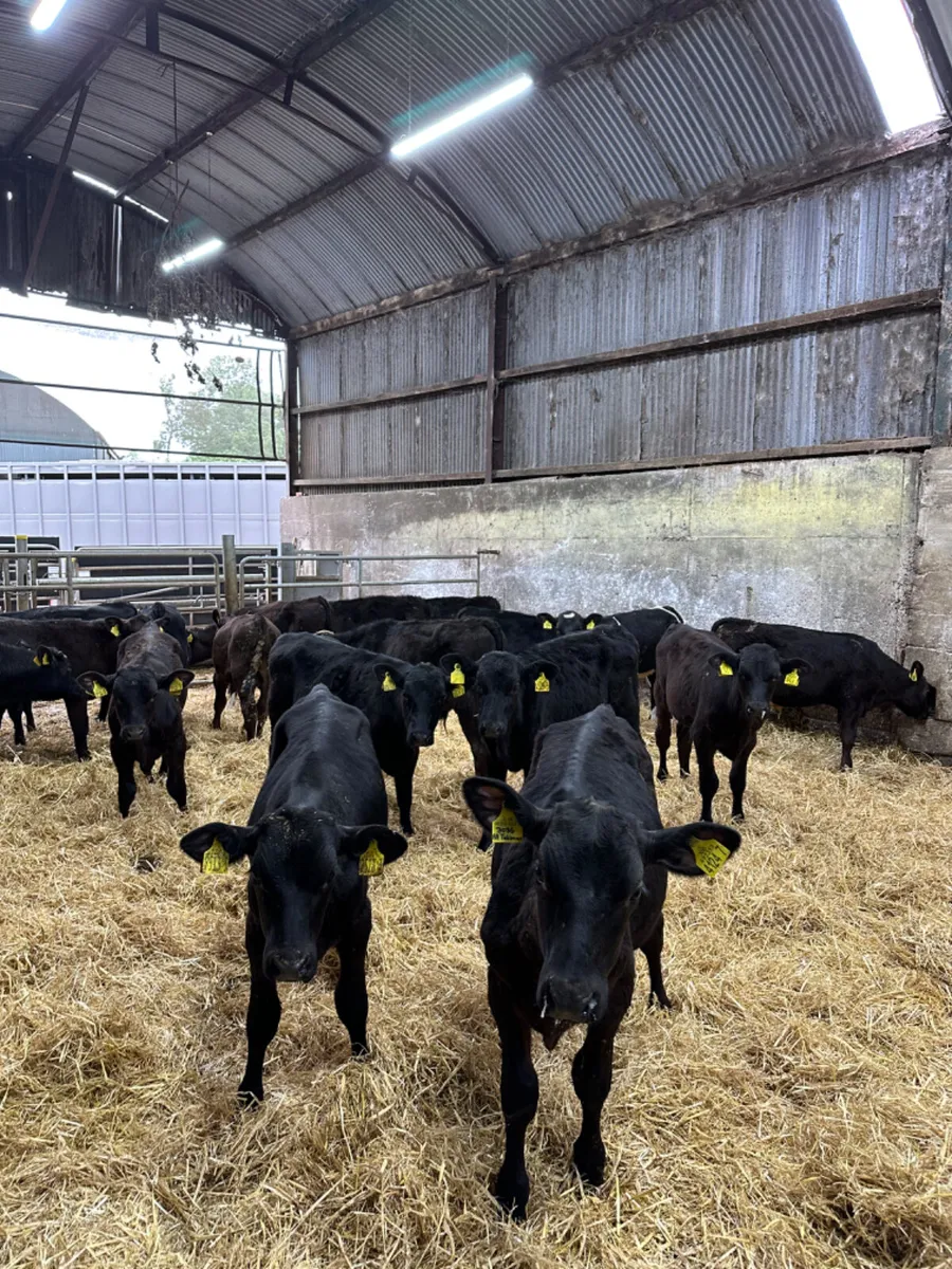 Angus bulls - Image 1