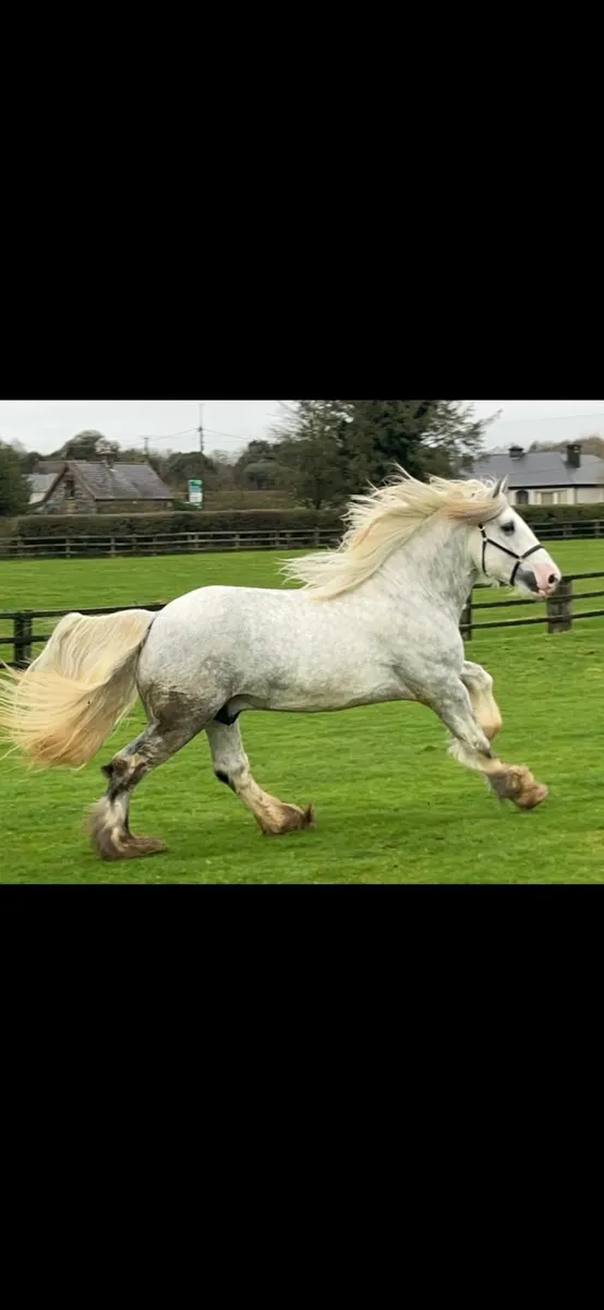 Stallions - Image 1