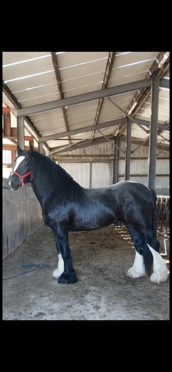 Stallions - Image 2