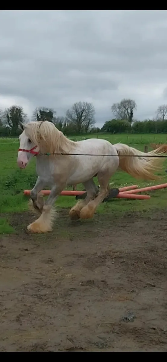 Stallions - Image 3