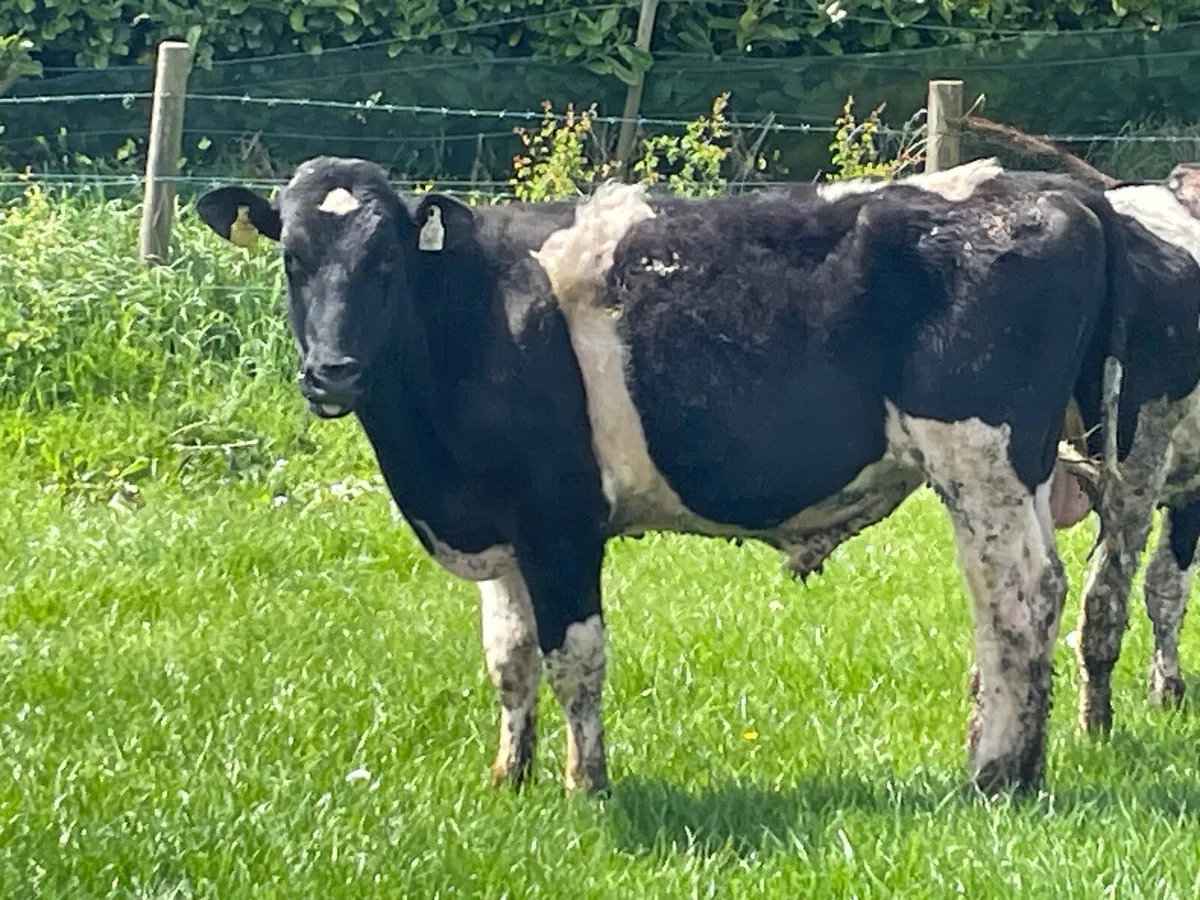 British Friesian Bulls - Image 1