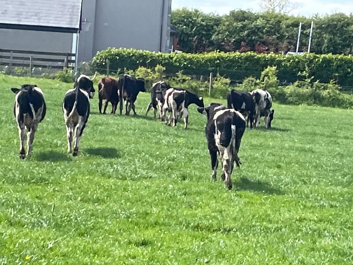 British Friesian Bulls - Image 2