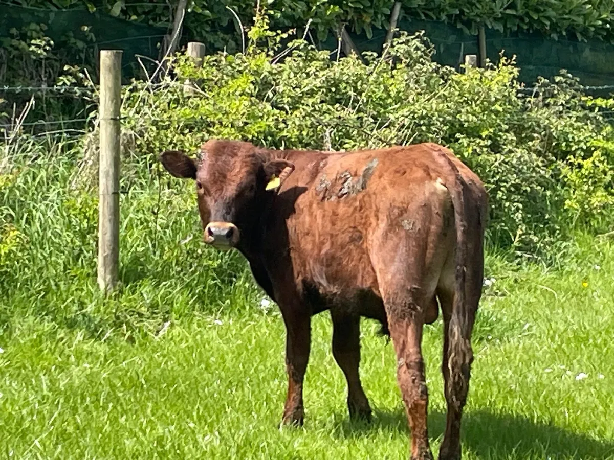 British Friesian Bulls - Image 3