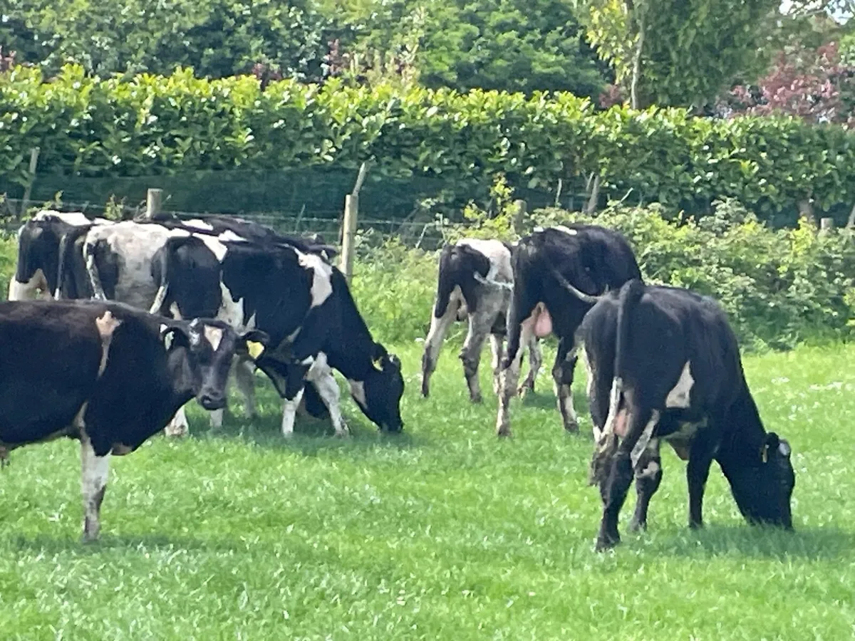 British Friesian Bulls - Image 4