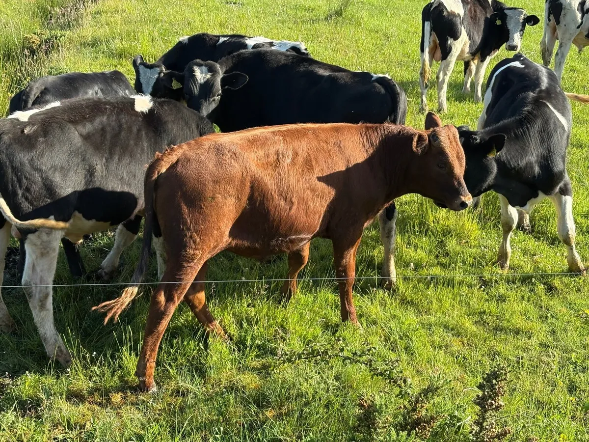 British Friesian Bulls - Image 1