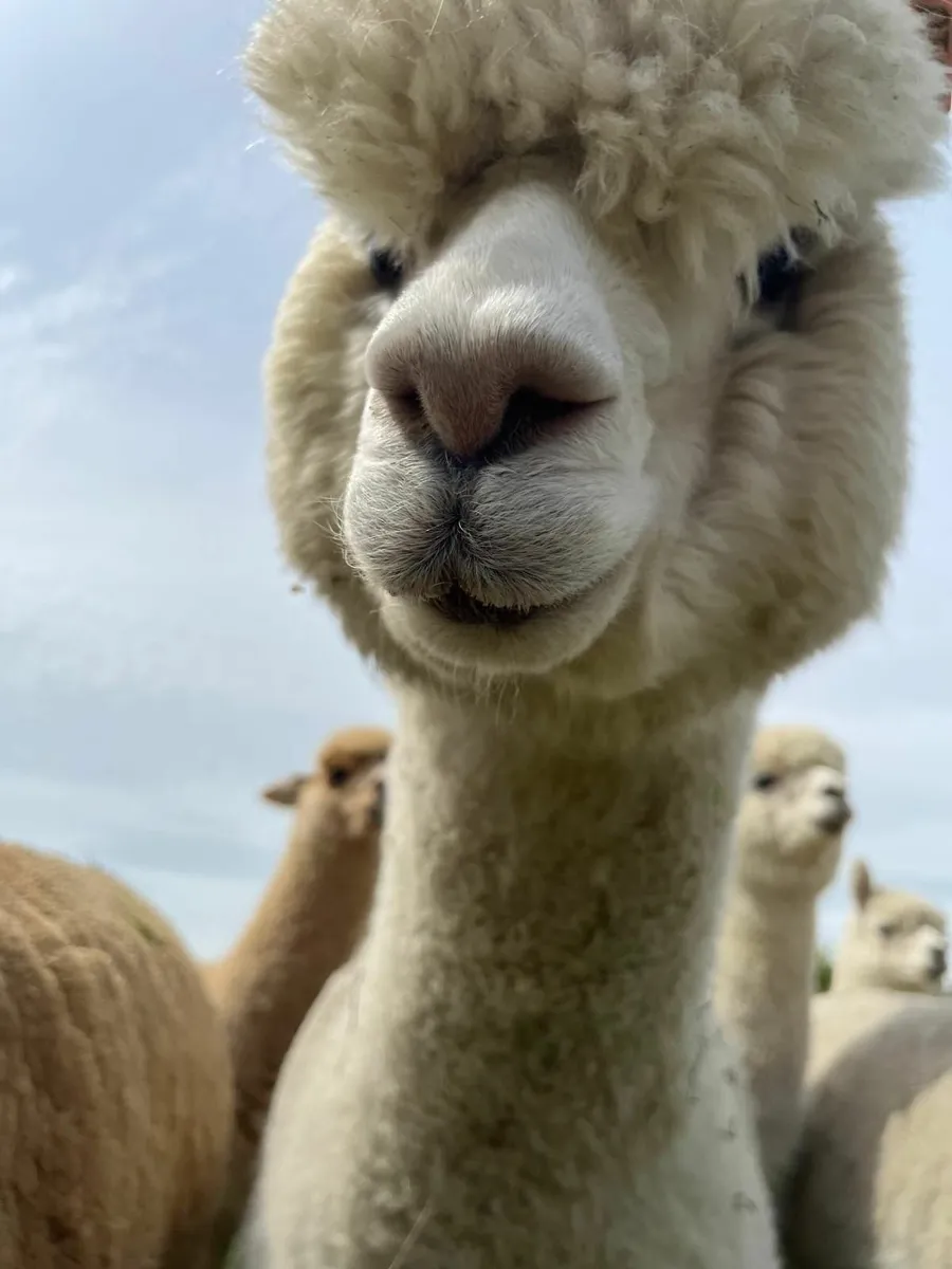 Alpacas - stunning females options - Image 2