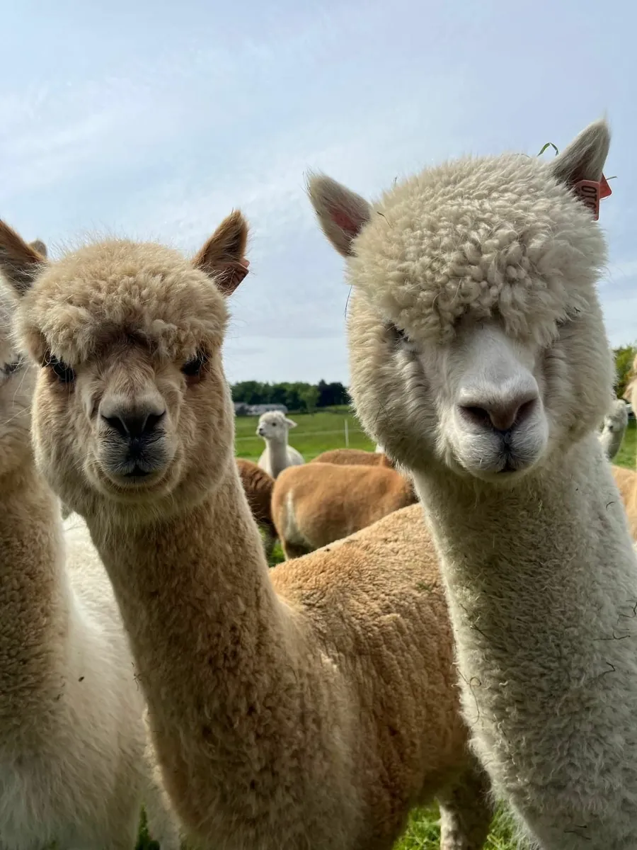 Alpacas - stunning females options - Image 1
