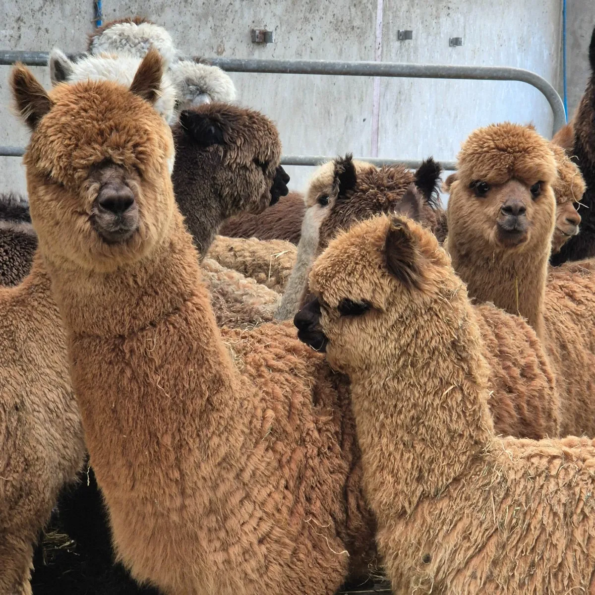 Alpacas - stunning females options - Image 3
