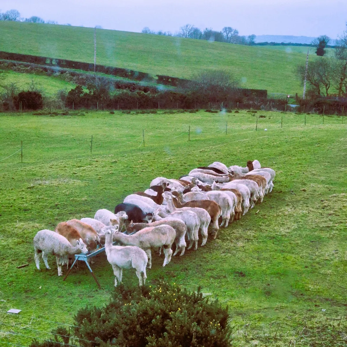 Alpacas - stunning females options - Image 4
