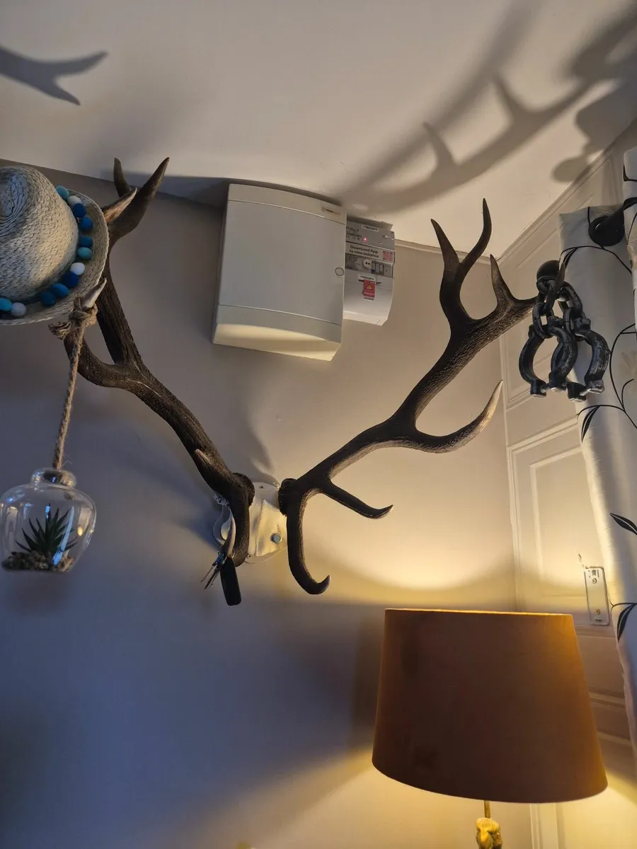 Deer antlers