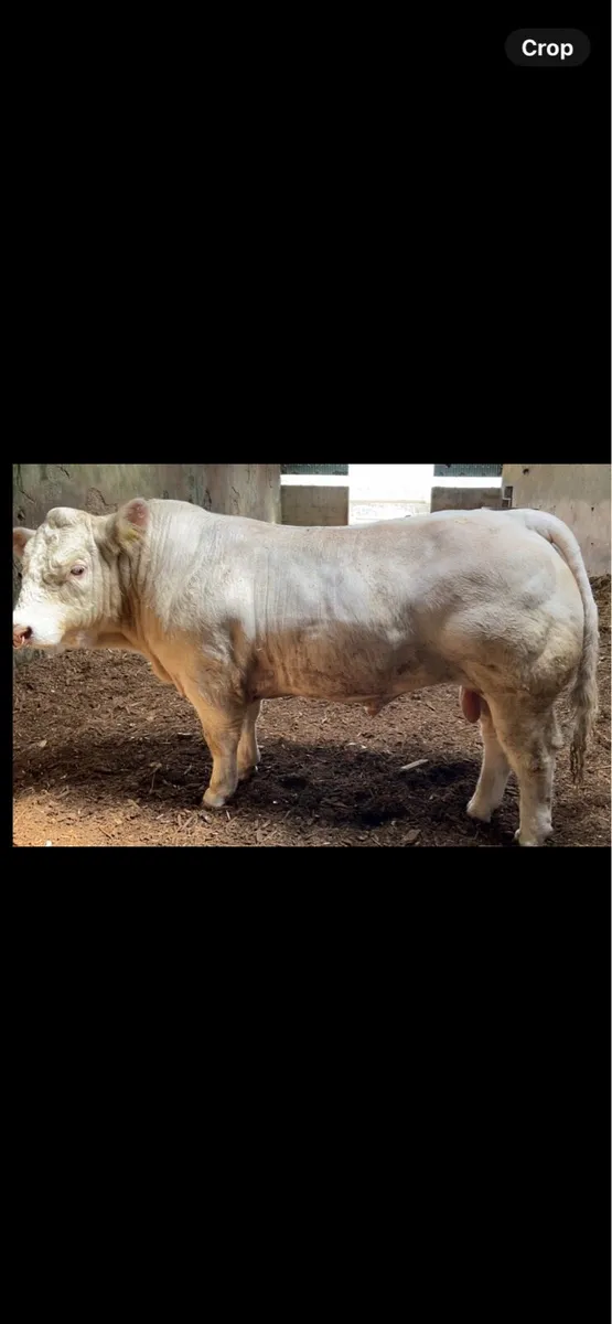 Charolais Bull - Image 1