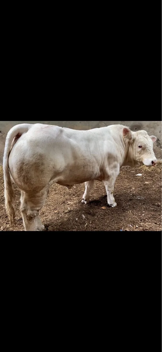 Charolais Bull - Image 2