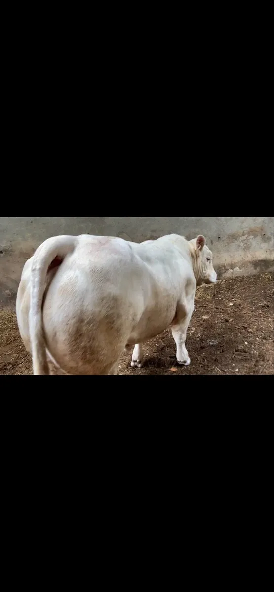 Charolais Bull - Image 3
