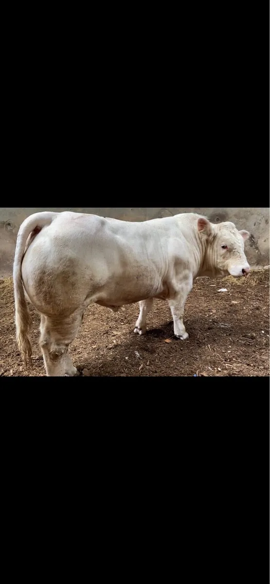Charolais Bull - Image 4