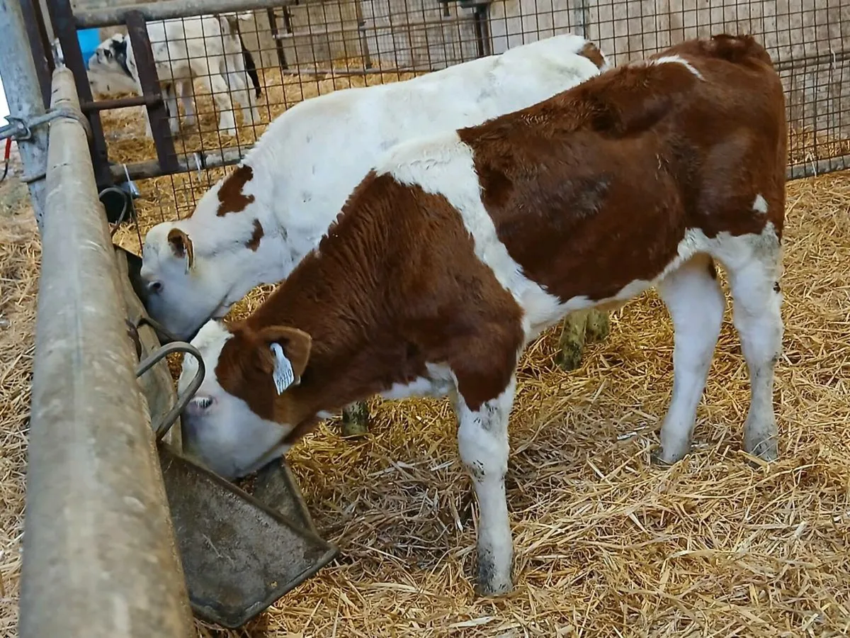 2 Lovely Coloured Heifer Calves - Image 1