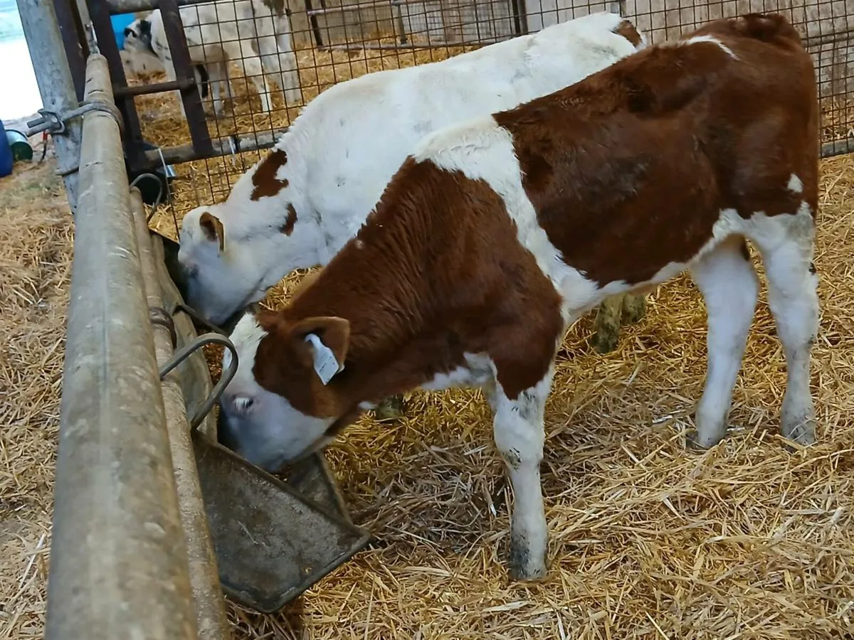 2 Lovely Coloured Heifer Calves - Image 2
