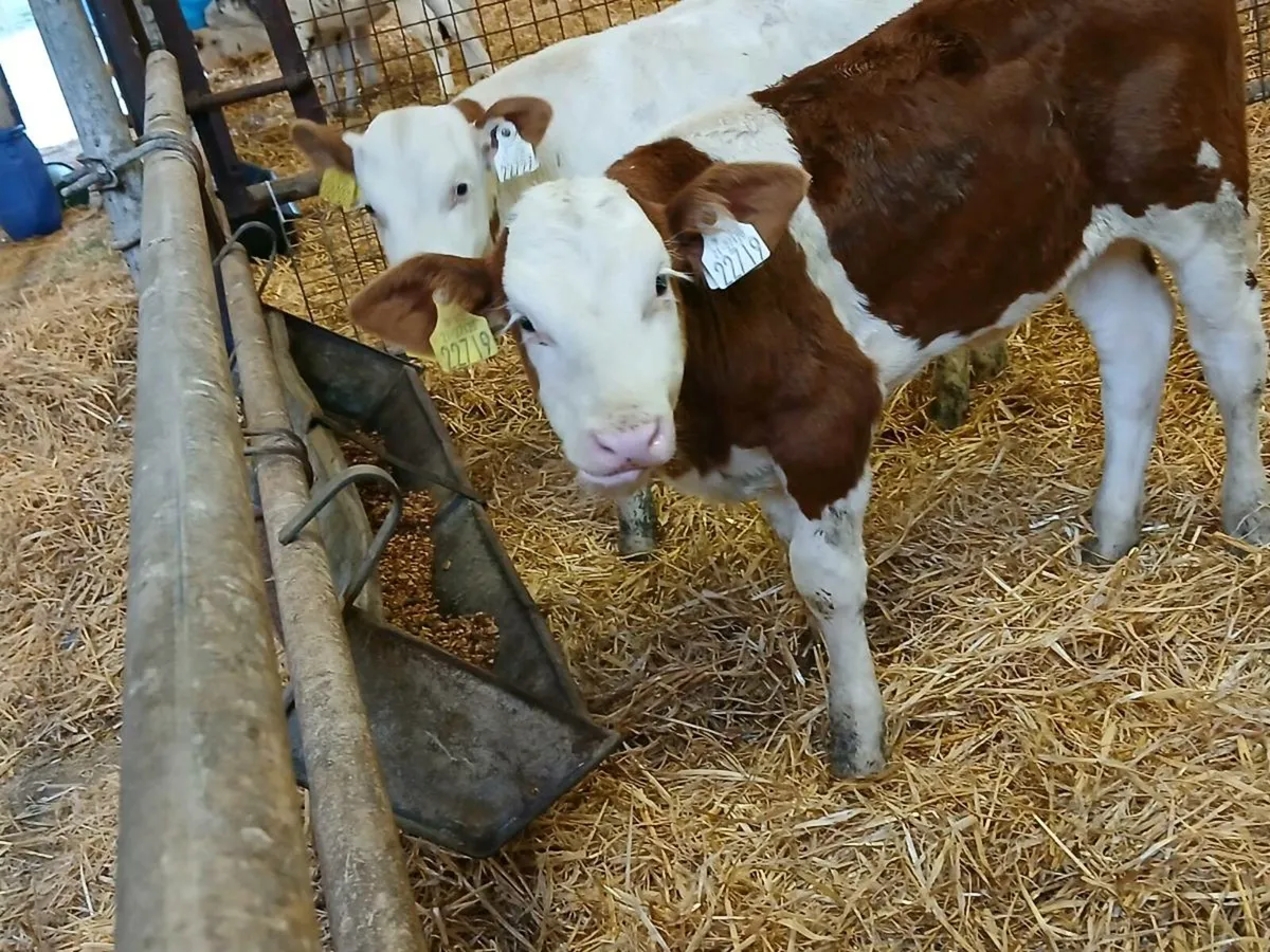2 Lovely Coloured Heifer Calves - Image 3