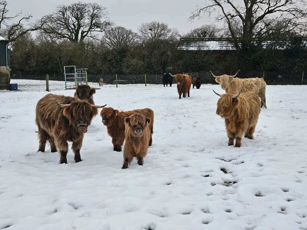 Hiighland Cattle - Image 1