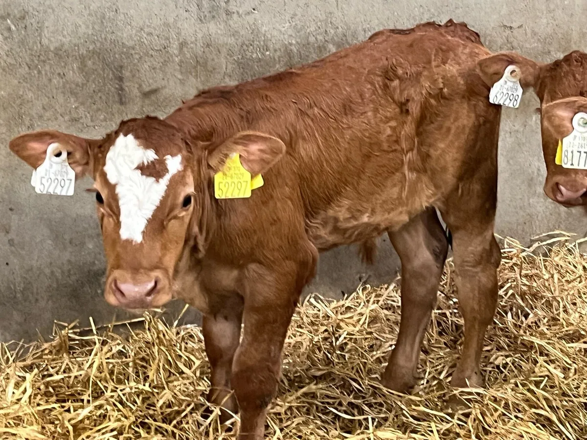 Super Red Cow Makers - Image 2