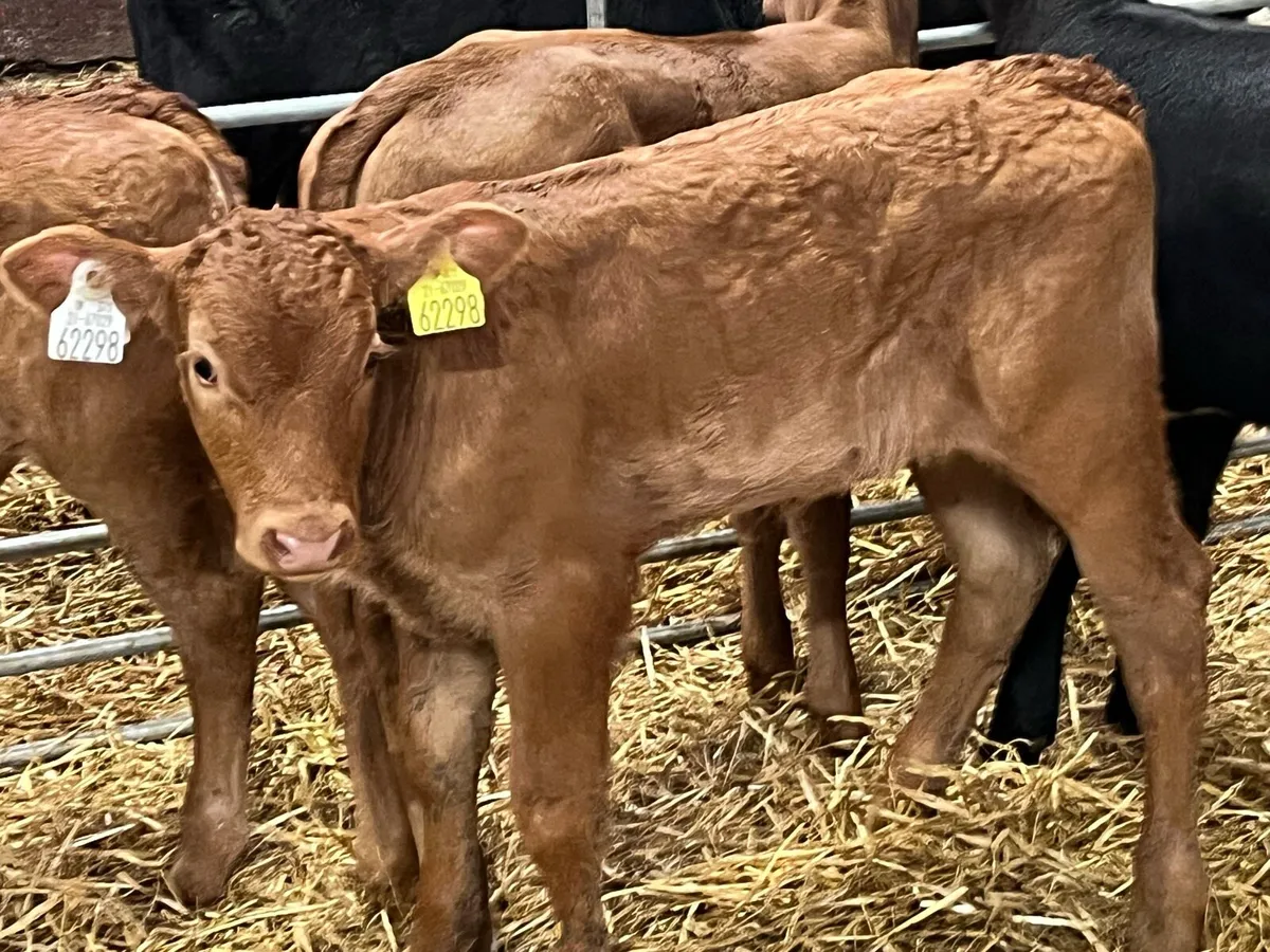 Super Red Cow Makers - Image 3
