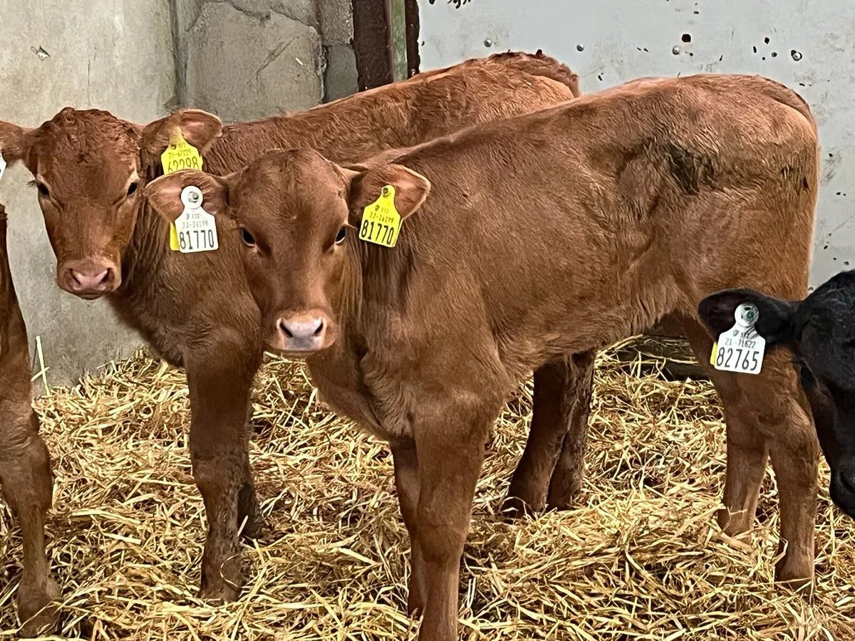 Super Red Cow Makers - Image 4