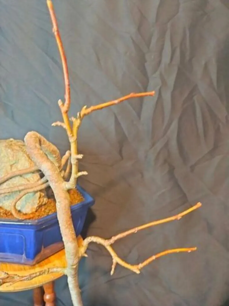 Crabapple Bonsai Tree - Image 2