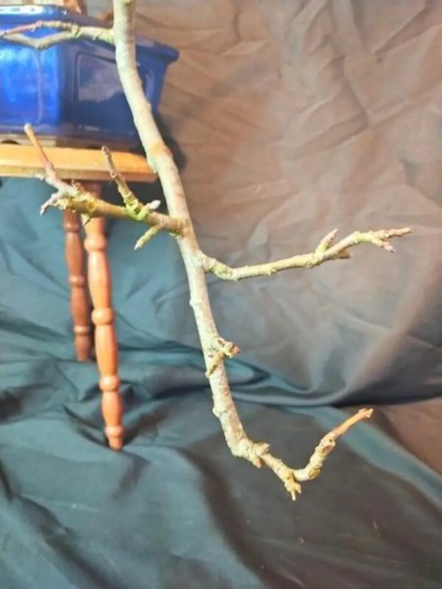 Crabapple Bonsai Tree - Image 4