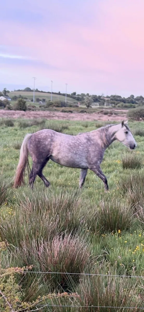 Draught filly - Image 1