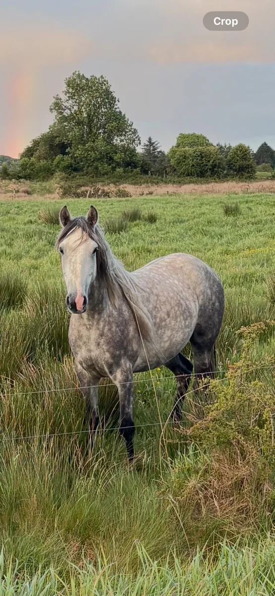 Draught filly - Image 2