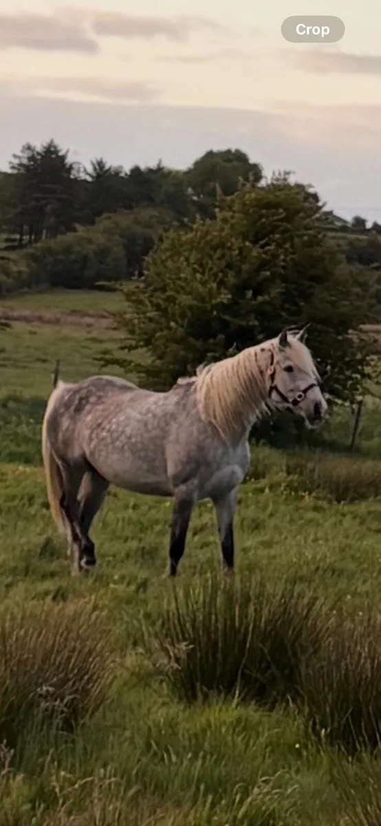 Draught filly - Image 3