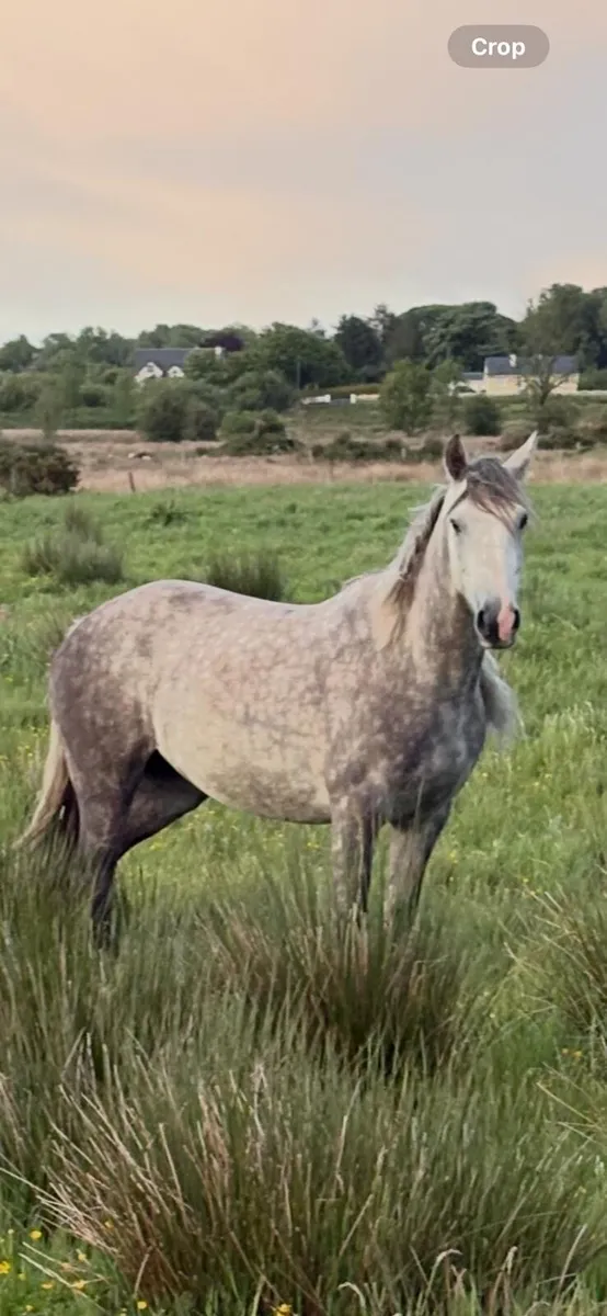 Draught filly - Image 4